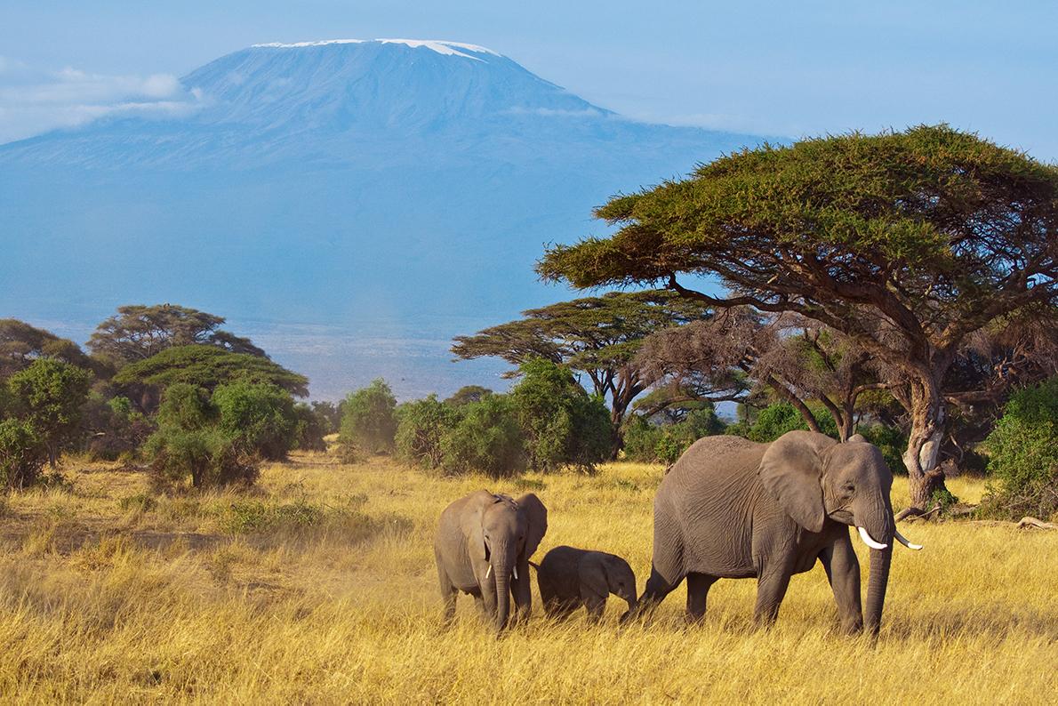Experience views of the serengeti and Mount Kilimanjaro with Collette Vacations Tours