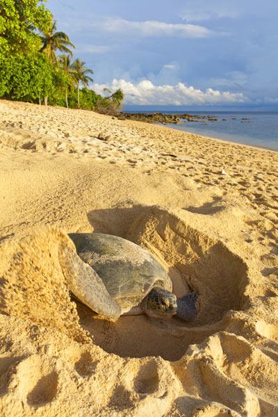 Slow Down and Watch the Sea Turtles in Antigua