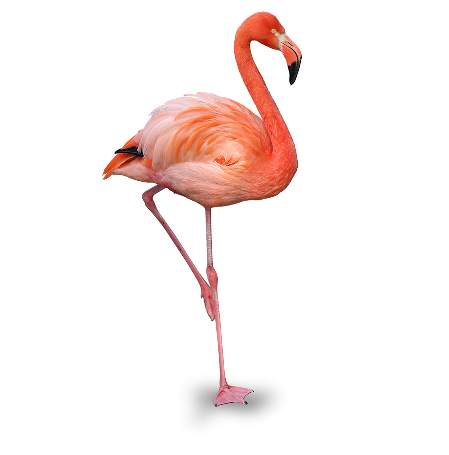 Flamingo in Aruba